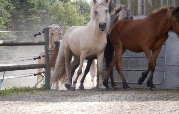 лошади резвяться на газонной решетке