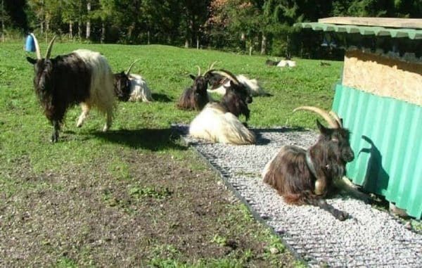 газонные решетки для животных